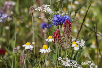bunte, sommerliche Blumenwiese