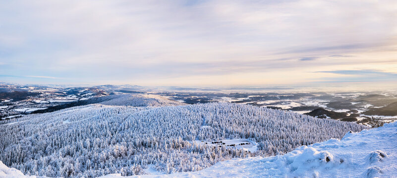 snowy trees in winter sunset