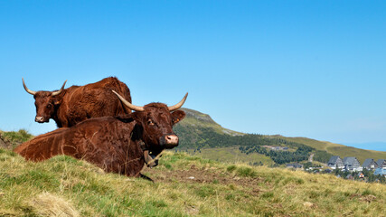 Beautiful Salers cows breed in the volcano mountain