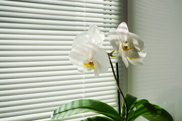 Blooming white orchid on the windowsill. Phalaenopsis on background of blinds. Green home plants. Side view, copy space. Home flower in a background of louvers, close-up. Side view, copy space.