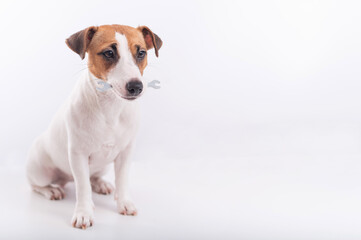 Jack russell terrier dog holds a wrench in his mouth on a white background. Copy space