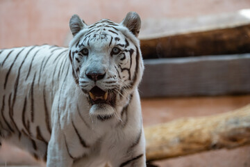 Danger white tiger at the zoo