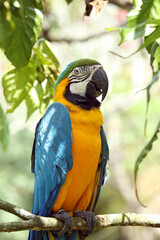 Blue and yellow Macaw closeup