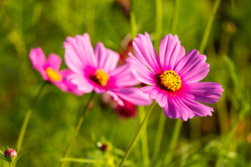 Obraz premium Beautiful pink color cosmos (Mexican aster) flower background