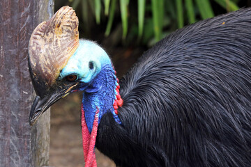 Cassowary