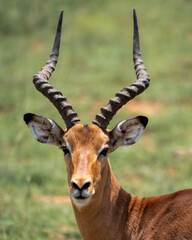 impala in the pilansberg