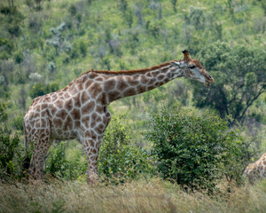 giraffe in the wild