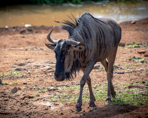 Wildebeest waterhole