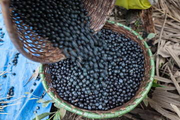Close up of fresh acai berries falling into straw basket during harvest in the amazon rainforest,...