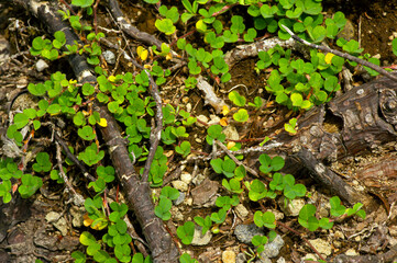 Small plants on the ground