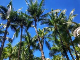 Fototapeta premium Palm trees of Hawaii against blue sky