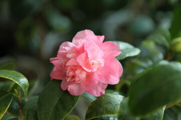 Camellia japonica Annette Gehry