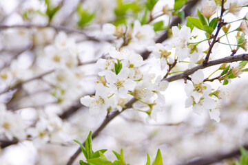 四季の花〜桜〜