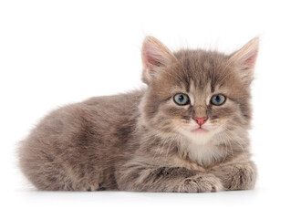 Little gray kitten lies.