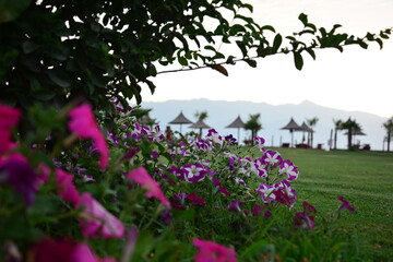 Blumen am Strand rot und rosa in Albanien mit Sonnenschirm im Hintergrund