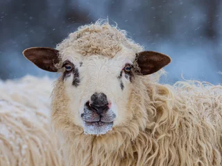Poster sheep close up in winter landscape © Vera Kuttelvaserova