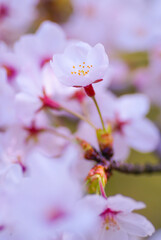 四季の花〜桜〜