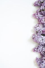 branches of lilac on white background with copy space