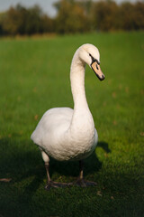 Mute Swan, Cygnus olor, Adult, close up