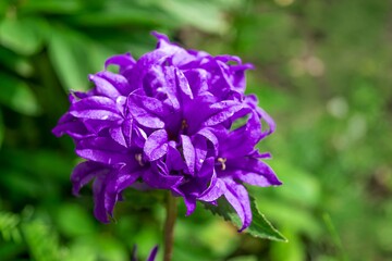 Beautiful purple bellflower on green background. Campanula glomerata in garden