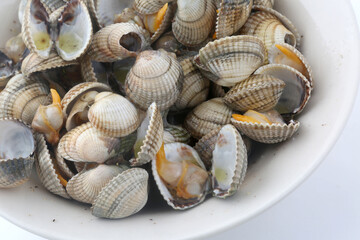 boiled cockles as seafood aperitiv