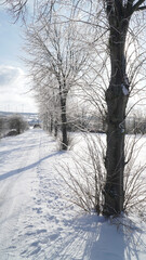 Cold frosty winter landscapes with trees and frozen branches during winter near Fulda, Germany.