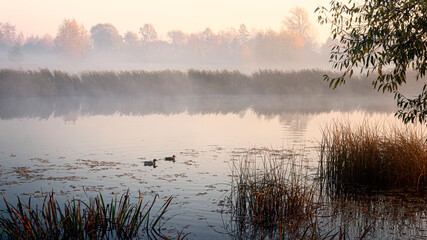 two ducks on the river, reeds and foggy river, view after sunset. View of river at sunrise. Nature landscape with reeds shore, ducks and reeds. Foggy misty morning. Freedom and recreation concept.