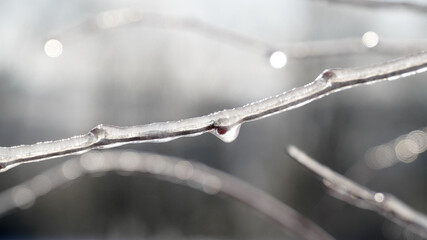Cold frosty winter landscapes with trees and frozen branches during winter near Fulda, Germany.