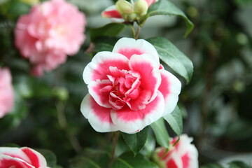 Camellia japonica Tama Ariake