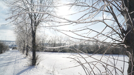 Cold frosty winter landscapes with trees and frozen branches during winter near Fulda, Germany.