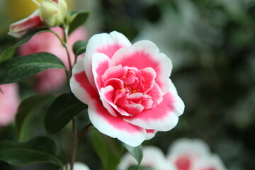 pink camellia
