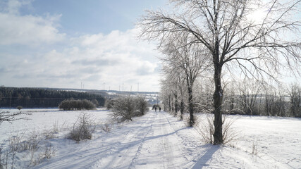 Cold frosty winter landscapes with trees and frozen branches during winter near Fulda, Germany.