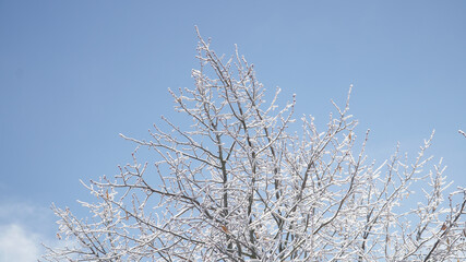 Cold frosty winter landscapes with trees and frozen branches during winter near Fulda, Germany.