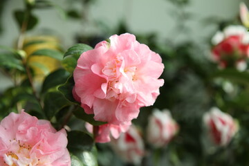 pink camellia Annette Gehry