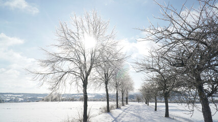 Cold frosty winter landscapes with trees and frozen branches during winter near Fulda, Germany.