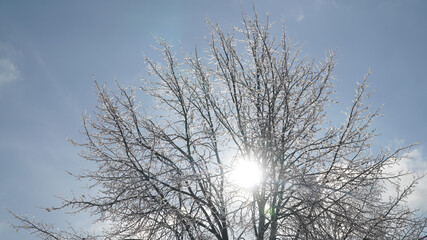 Obraz premium Cold frosty winter landscapes with trees and frozen branches during winter near Fulda, Germany.