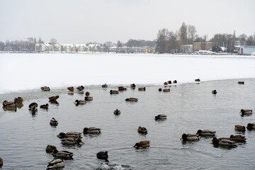 Frozen river ice and snow ducks birds gathering survival cold winter