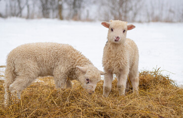 Fototapeta premium cute little lambs in winter