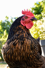Beautiful black laying hen, in a hen house or chicken coop