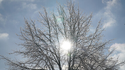 Cold frosty winter landscapes with trees and frozen branches during winter near Fulda, Germany.