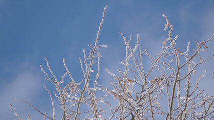 Cold frosty winter landscapes with trees and frozen branches during winter near Fulda, Germany.