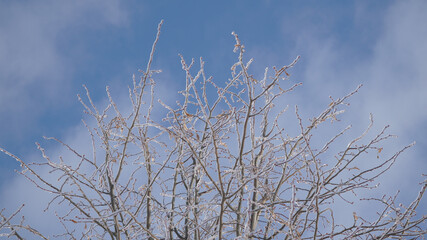 Cold frosty winter landscapes with trees and frozen branches during winter near Fulda, Germany.