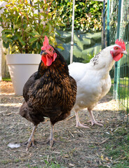 Laying hens, in a hen house or chicken coop