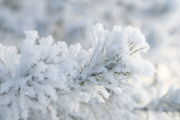 Close-up, tree branch in the snow