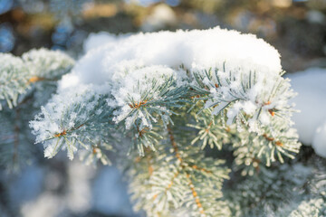 Close-up, tree branch in the snow