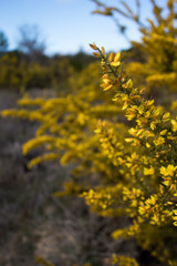 Genista scorpius in its early flowering