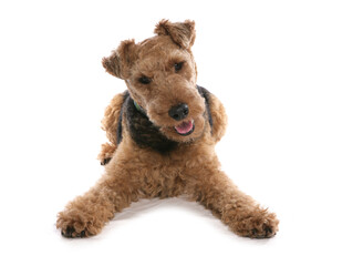 Airedale terrier isolated on white