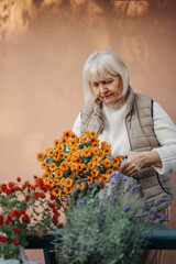 Happy senior woman transplanting potted flowers in garden. Positive female in warm clothes planting blooming flowers into ceramic pot while working at table with gardening tools