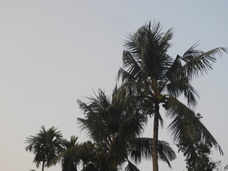 Fototapeta na wymiar Coconut palm trees on sky background, Beautiful nature.