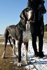 A beautiful Great Dane dog in the snow